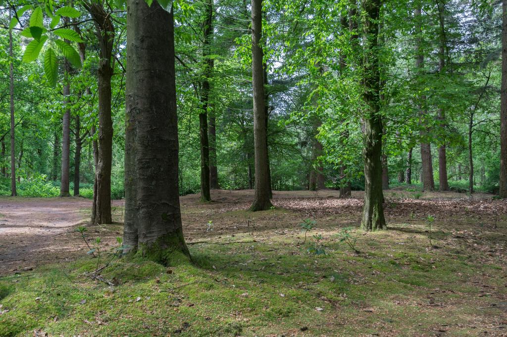 Bungalowpark Vogelenzang Villa Lage Mierde Exteriör bild